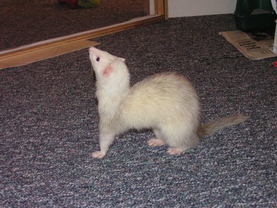 ./2005/Ferrets/thumbferrets